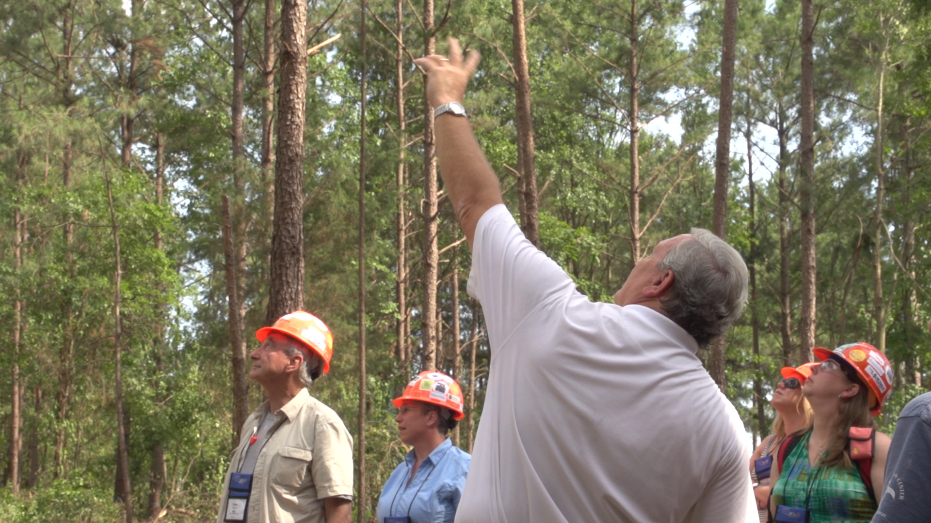 Pine Pulp Harvest 61814.Still013 Forestry Association