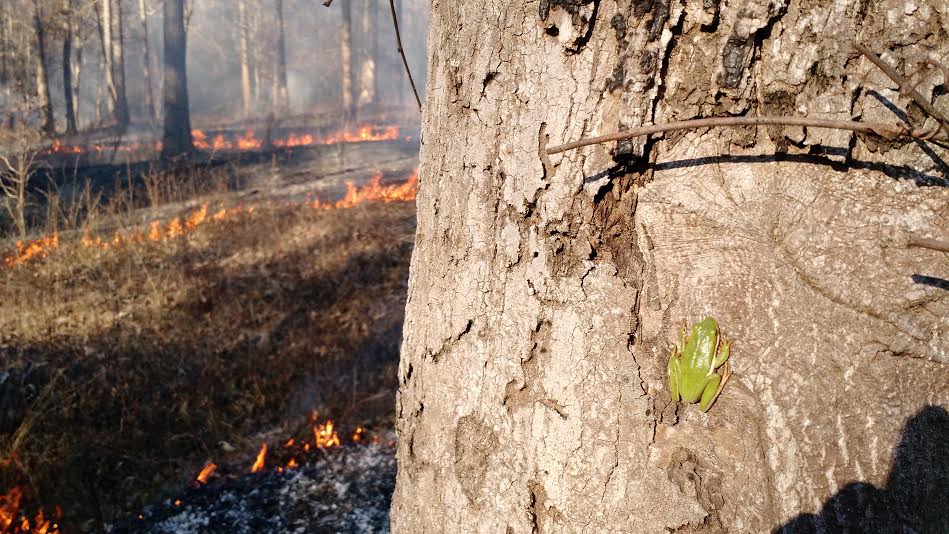 An American green tree frog climbs to a safe height during the fire. Photo by Beth Williams