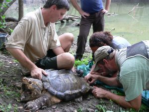 Alligator snapping turtle study on Spring Creek_KittySpivey