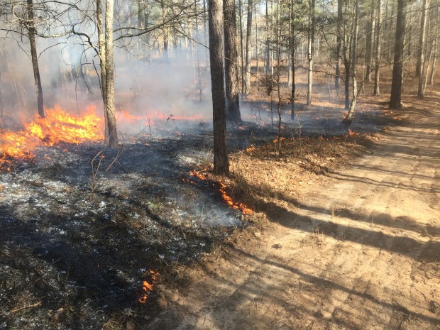 A low-intensity prescribed fire moves across a pine parcel and away from a fire break in northeast Georgia. Photo by Tiffany Woods