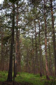 A healthy pine stand grows in Whitehall Forest in Athens, Georgia. Photo Credit: Brittany Barnes, UGA. 