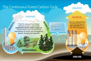 Private forests are well-positioned to provide our nation with long-term carbon benefits, including the use of biomass as a renewable energy source. Click here to view the continuous carbon cycle → (National Alliance of Forest Owners)