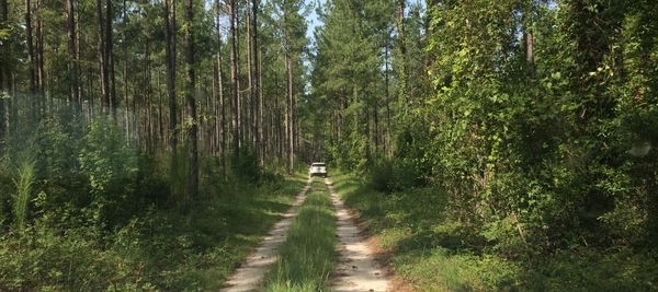 A driver follows a dirt trail through a remote timber farm along the proposed route of the Palmetto Pipeline. Credit: Atlanta Journal-Consitiution.