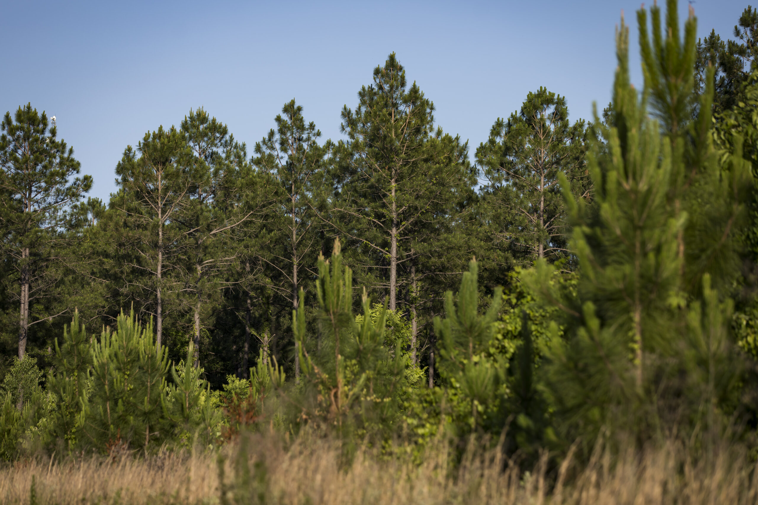 Department of Revenue Revised Qualified Timberland Appraisal Manual